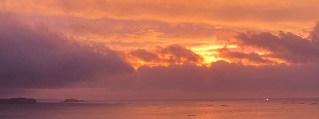 ノラさんの壁紙画像