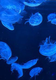 くらげの人魚は気配が幽か