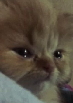 ただただ推しの良さを語るだけ