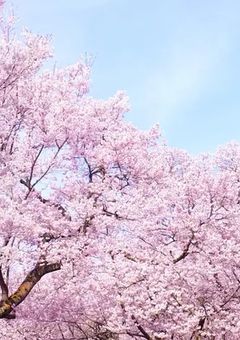 わたしの幸せな結婚【冠氷 尋】