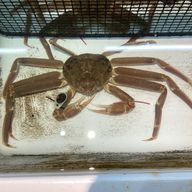 どM蟹(元睦月夜風)5/12 実写1週間語尾にゃん♡甘え改名さんのアイコン画像