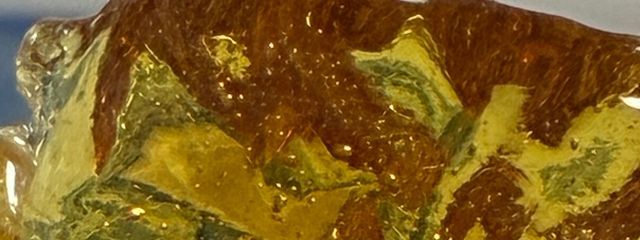 クリオネさんの壁紙画像