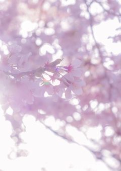 hbc *初恋はマイク越しに 。