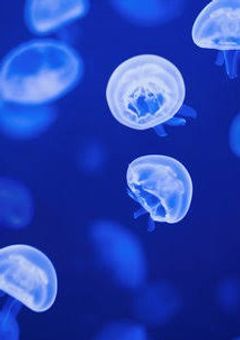➶　ヤンヘラ症候群患者に追われてます　.