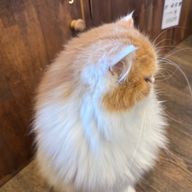 moka🎮さんのアイコン画像