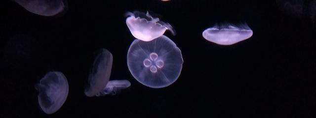 うみさん（何も書けないゴミカス）さんの壁紙画像