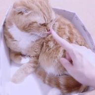 のりまきとかげさんのアイコン画像