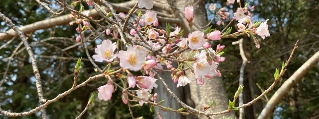 蒼天さんの壁紙画像