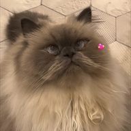 現実逃避さんのアイコン画像