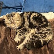 あーちゃんですさんのアイコン画像