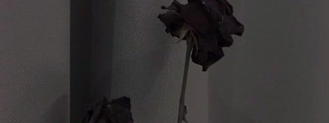 麗々✉🕊さんの壁紙画像