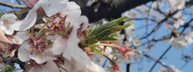 輪廻さんの壁紙画像