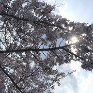 天宮 鈴音さんのアイコン画像
