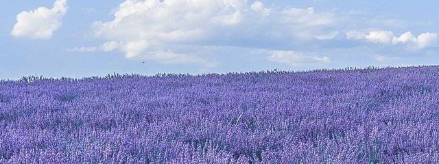 いちかさんの壁紙画像