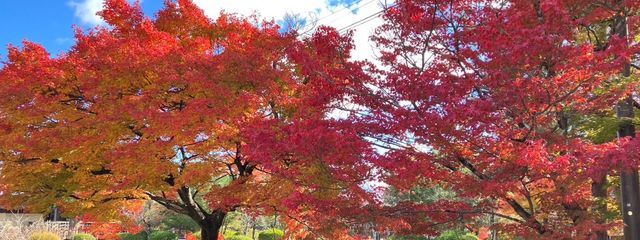 凌さんの壁紙画像