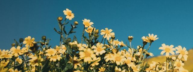 HIRONA🌷さんの壁紙画像