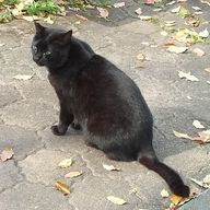 くろネコさんのアイコン画像