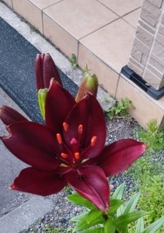 殺し屋始めます