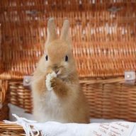 ようかん‪ꪔ̤さんのアイコン画像