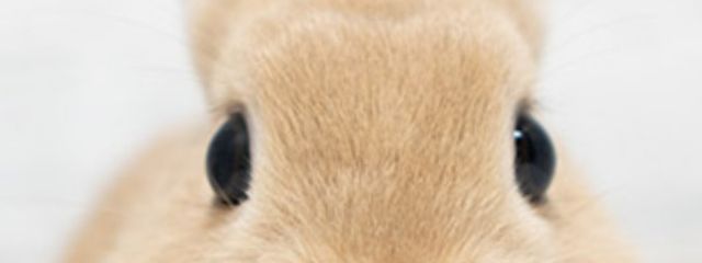 しにさんの壁紙画像