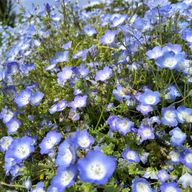 まりあんぬ1世((@夢小説垢さんのアイコン画像