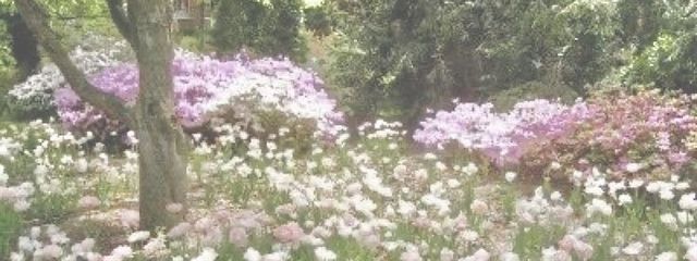 い  ち  ご  じ  ゃ  むさんの壁紙画像