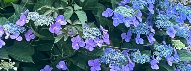 RabRinさんの壁紙画像