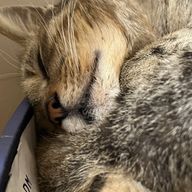 RabRinさんのアイコン画像