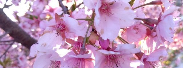 ぱりねずみさんの壁紙画像