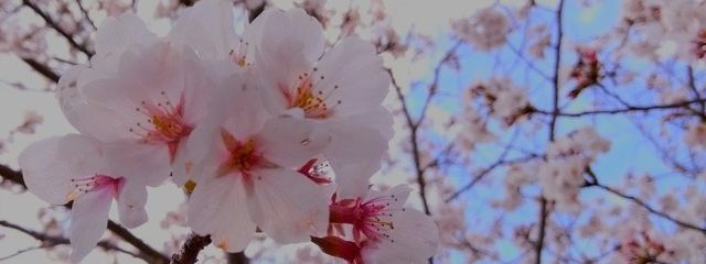 ぱりねずみさんの壁紙画像