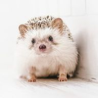 ぱりねずみさんのアイコン画像