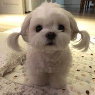かちゃんさんのアイコン画像