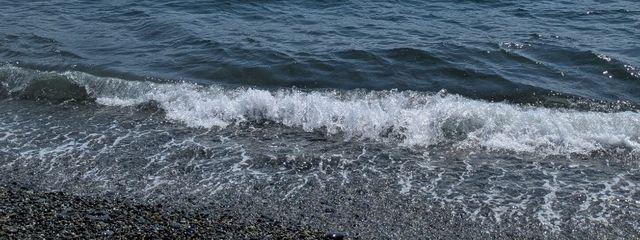 沙良瀬 Frilled sharkさんの壁紙画像