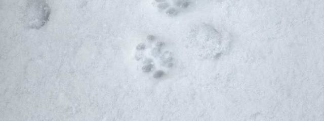 RuIさんの壁紙画像