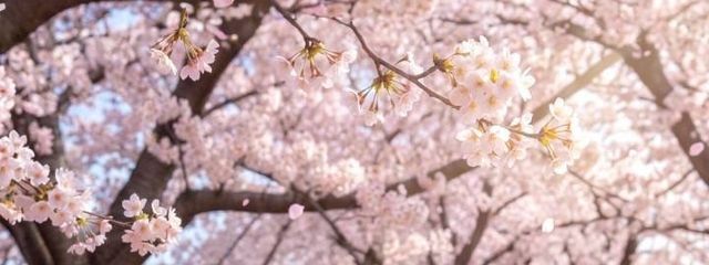 優來(ゆら)さんの壁紙画像