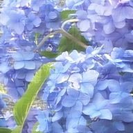 凛々さんのアイコン画像