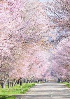 桜の花びら散る時　〜記憶転移〜