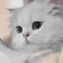 ホチ