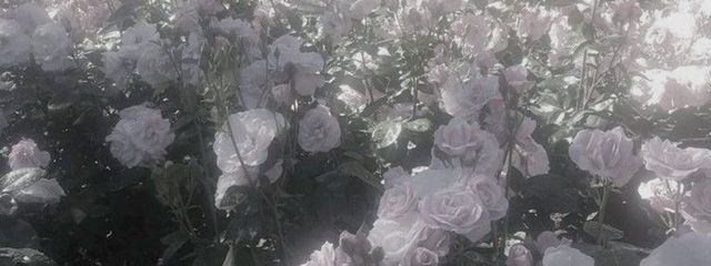 味噌さんの壁紙画像