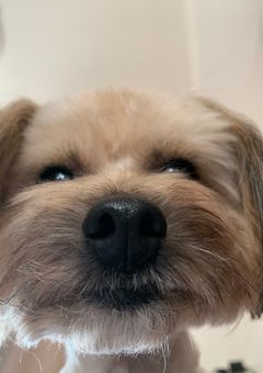 ワンコ物語🐕