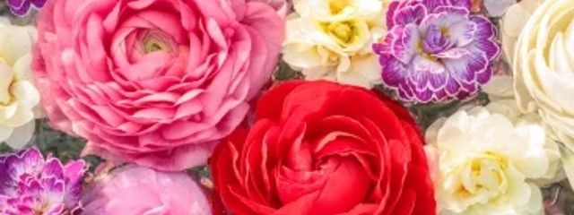 桜木 奏音さんの壁紙画像