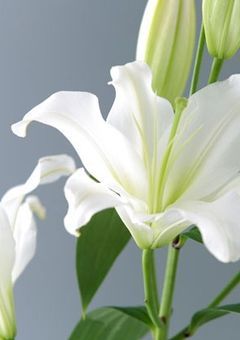 私には関係ないと思っていた完璧一軍美女がベタ惚れしてきます！