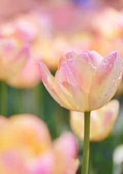 ラ・ラ・ラ・ラブストーリー