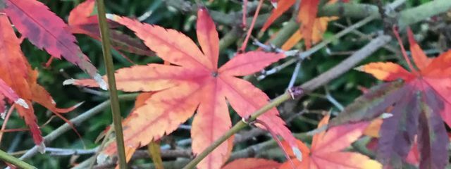 葉瑠@忙しすぎて低浮上(泣)さんの壁紙画像