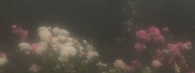 yumeさんの壁紙画像