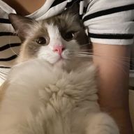 I love 猫さんのアイコン画像