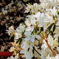 ろろさんのアイコン画像