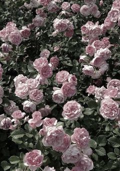 　妄 言 集 ㌨  ᐡ ᴗ ᴗ ᐡ