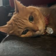 見切りまんじゅうさんのアイコン画像