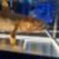 溶解度曲線さんのアイコン画像